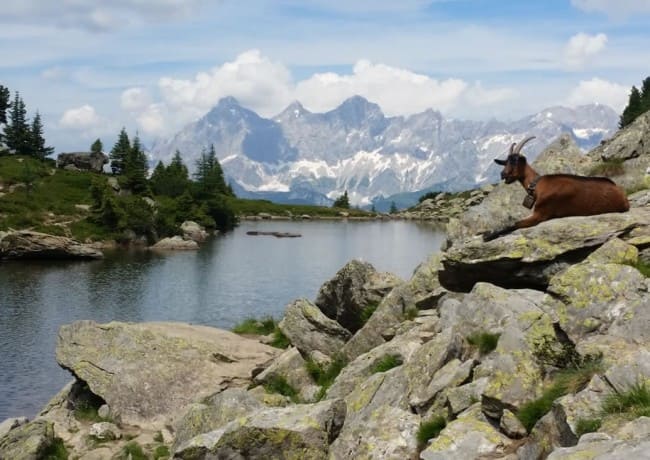 Wandern mit Blick auf Almsee und Dachstein