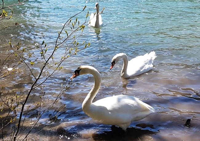 Schwäne am Jägersee