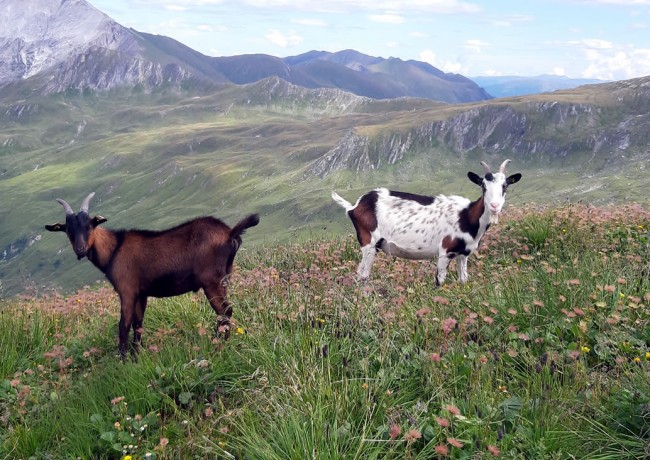 Ziegen in Berglandschaft