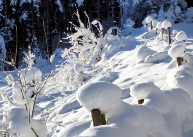 Verschneiter Winterwanderweg