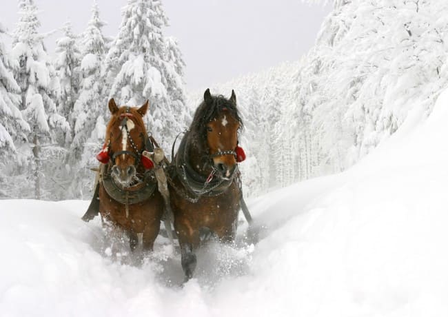 Pferdeschlittenfahrten in Flachau